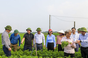 Xuất khẩu vải thiều, rau quả... gặp khó vì vướng hàng rào kỹ thuật