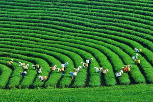 ‘Tăng trưởng xanh là yếu tố sống còn nhưng nhóm yếu thế lại có nguy cơ bị ngạt ra ngoài’