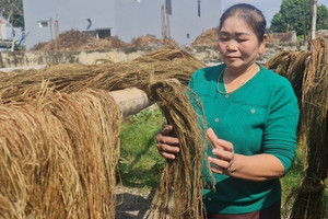 Phá bỏ ồ ạt 'cây làm giàu': Giải quyết việc thiếu tiền, mở rộng lại vùng trồng