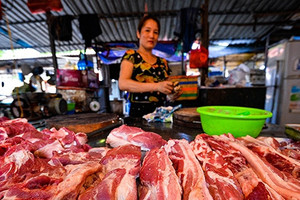 Gần Tết, chủ trại buồn rầu bán lỗ vài chục triệu đến tiền tỷ mỗi lứa lợn