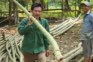 Sống giữa kho ‘vàng xanh’, người dân vùng cao Thanh Hóa vẫn nghèo