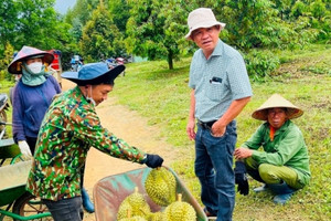 Năm 2024 Bầu Đức sẽ thu hoạch bao nhiêu sầu riêng?