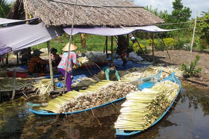 Nhờ loài 'cỏ dại' này, bà con miền Tây kiếm bộn tiền, trở nên khá giả