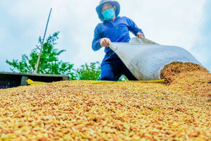 Có hơn 43 triệu tấn, giá ‘hạt vàng’ Việt Nam phá đỉnh lịch sử