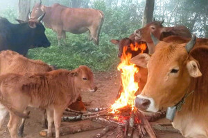 Trời rét tê tái, lão nông vào rừng làm điều đặc biệt để bảo vệ cơ nghiệp