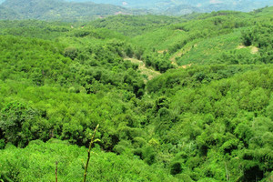 Phương pháp định khung giá rừng