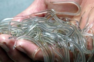 Loại lươn trong suốt như thủy tinh, được ví như 'vàng trắng'