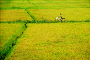 'Quê hương năm tấn' bất ngờ lọt top 5 địa phương dẫn đầu thu hút vốn đầu tư nước ngoài năm 2023