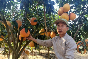 Trồng bưởi đỏ 'tiến vua' bán Tết, người dân Thanh Hóa đút túi nửa tỷ đồng