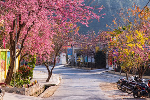 Mùa mai anh đào nhuộm hồng Lũng Cú, khách giơ máy có ngay ảnh ‘nghìn like’