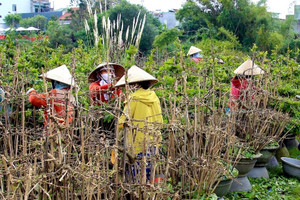 Hối hả tuốt lá, chăm cây, thủ phủ mai vàng ngóng thương lái