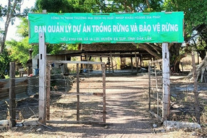 Hé lộ nguyên nhân Hoàng Gia Phát để 'mất' gần 400ha đất rừng