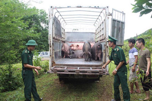 Tăng cường ngăn chặn buôn lậu, vận chuyển trái phép động vật, sản phẩm động vật qua biên giới vào Việt Nam