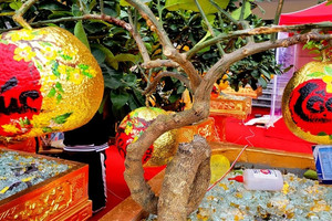 Hàng chục triệu đồng một chậu bưởi dát vàng ở Ninh Bình