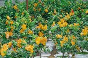 Loại cây tốt lành nên trồng trước nhà dịp Tết để đón năm mới vượng tài, còn có thể dùng chữa bệnh