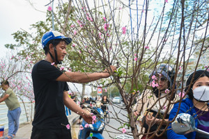 Chưa Tết, hoa đào đã nở tung, vắng khách, người buôn rầu rĩ bán tháo