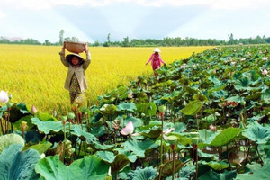 Tỉnh đầu tiên vùng ĐBSCL có 3 thành phố trực thuộc, GRDP tăng trưởng mạnh nhờ nông dân được mùa