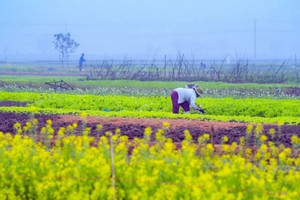 Ngôi làng ở một tỉnh miền Trung Việt Nam bất ngờ nổi tiếng, thu hút đông đảo du khách tìm đến bởi cánh đồng hoa cải nở vàng rực đẹp như phim