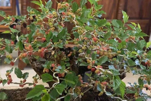 Độc đáo bonsai dâu tằm dáng lạ giá tới hàng chục triệu đồng