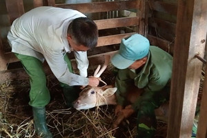 Người nuôi lo nhung hươu rớt giá, ế ẩm, cán bộ huyện nói do tâm lý, tin đồn