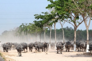 Sắp lên thành phố mới, một huyện 'sát vách' TP. HCM vẫn ngổn ngang cảnh trâu bò dàn hàng trong các khu đô thị