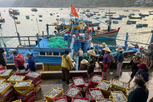 Bình Định tập trung khắc phục những tồn tại, hạn chế trong chống khai thác IUU