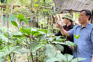 Thuần hóa loài sâm quý 'bảy lá một hoa' nơi biên viễn, có bao nhiêu cũng bán hết