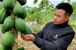 Chàng dân tộc ở Thanh Hóa biến vườn đu đủ hoang thành điểm đến 'vạn người mê'