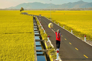 Con đường giữa cánh đồng vàng ruộm ở Vũng Tàu gây sốt vì đẹp như phim hoạt hình