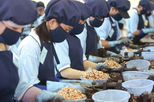 Việt Nam có 4 loại hạt tỷ USD: Giá bán cao kỷ lục, sản lượng top đầu thế giới