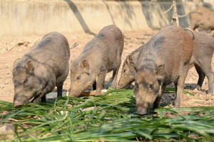 Bí thư đoàn thôn làm giàu từ mô hình nuôi lợn rừng ở Hà Tĩnh