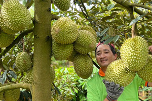 Sầu riêng thành loại quả đắt giá nhất Việt Nam, 'ông lớn' cũng phải dè chừng