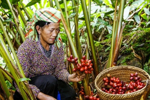 Loại quả cay ngọt giá rẻ bán nhiều ở chợ việt, giàu sắt hơn thịt bò, vừa hạ đường huyết, bổ máu lại giúp ‘dưỡng gan’ hiệu quả