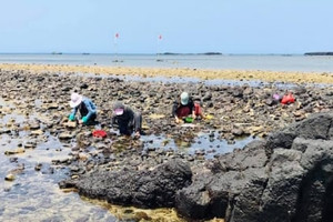 Ngôi làng chài cổ độc nhất vô nhị ở miền Trung, có đến hơn nửa cư dân trong vùng sở hữu cổ vật quý hiếm