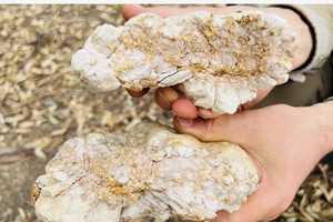 Phát hiện lượng vàng giá trị gần 4 tỷ đồng trong 1 khối đá nặng 4,6 kg