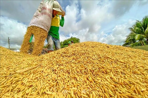 Giá gạo xuất khẩu tăng trở lại
