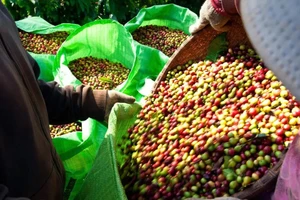 Giá cà phê bất ngờ giảm sốc, nông dân 'đánh rơi' hàng trăm triệu đồng