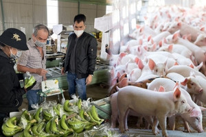 Heo ăn chuối của bầu Đức: Từ ‘con cưng’ trở thành ‘con ghẻ’