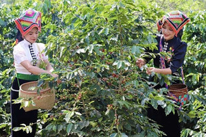 Giá cà phê hôm nay 11/5: Robusta giằng co, Arabica quay đầu sau 3 ngày tăng