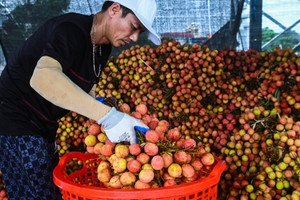 Thương nhân Trung Quốc sang thu mua, giá vải thiều cao chót vót