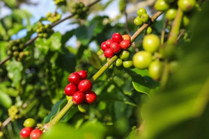 Giá cà phê hôm nay 22/5: Robusta tăng sốc, chu kỳ tăng giá mới bắt đầu?