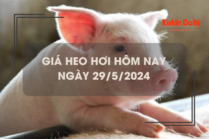 Giá heo hơi hôm nay 29/5/2024: tiếp tục tăng nhẹ 1.000 - 2.000 đồng/kg