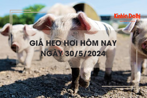 Giá heo hơi hôm nay 30/5/2024: điều chỉnh không đồng nhất