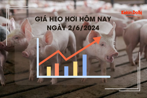 Giá heo hơi hôm nay 2/6/2024: cao nhất 70.000 đồng/kg