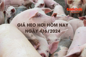 Giá heo hơi hôm nay 4/6/2024: thị trường giao dịch ổn định