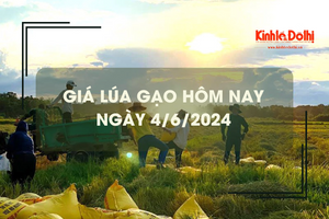 Giá lúa gạo hôm nay 4/6/2024: gạo Nàng Nhen cao nhất 30.000 đồng/kg