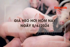 Giá heo hơi hôm nay 5/6/2024: không biến động mới về giá