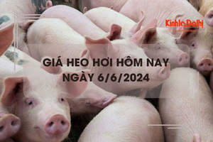 Giá heo hơi hôm nay 6/6/2024: tăng giảm trái chiều