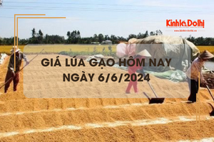 Giá lúa gạo hôm nay 6/6/2024: giá gạo tiếp tục tăng 100 - 150 đồng/kg