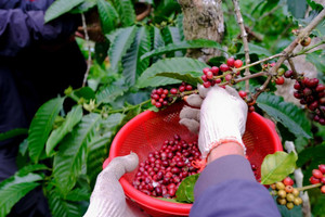 Giá cà phê hôm nay 7/6: cú quay đầu hợp lẽ của cà phê Robusta